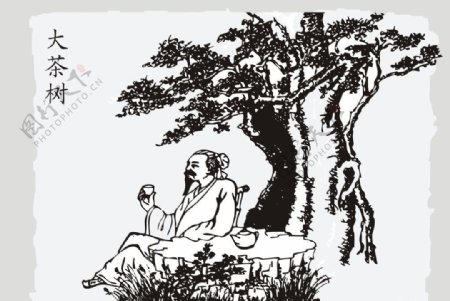 千年茶树王古茶树图片