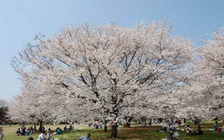 日本的樱花图片