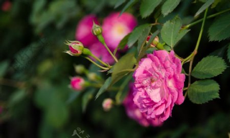 蔷薇玫瑰月季夏图片
