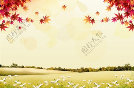 枫叶风景图片