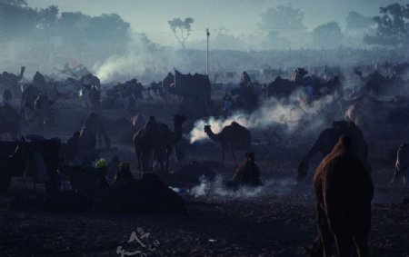 骆驼商队图片