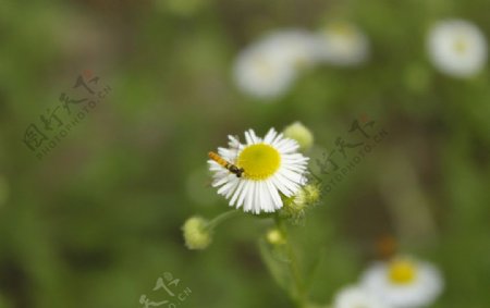 野菊花图片