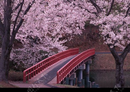 日本风味的过桥图片