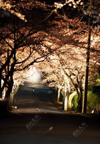 夜间的樱花隧道图片