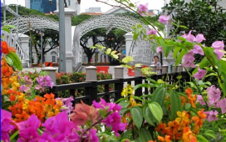 新加坡安德孙桥和桥旁的鲜花图片