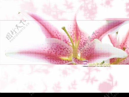 百合花背景图图片