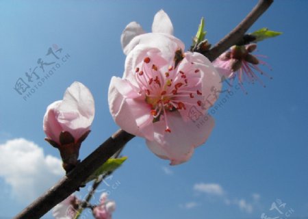 白云下的花图片