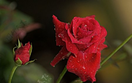 雨后月季花图片