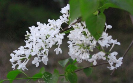 一枝盛开的白色的花朵图片