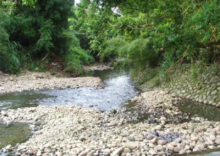 溪流小河石頭樹林图片