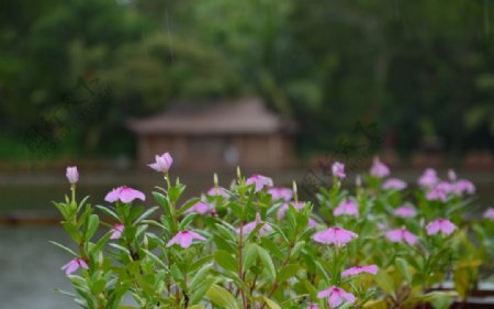 雨中小花图片