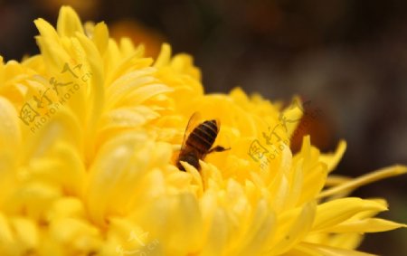 蜜蜂菊花高清图片