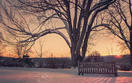 冬天夕阳大树摄影图片