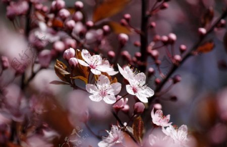 春天盛开樱花高清图片
