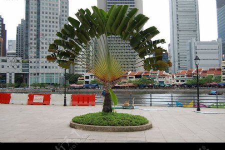 椰树造型图片