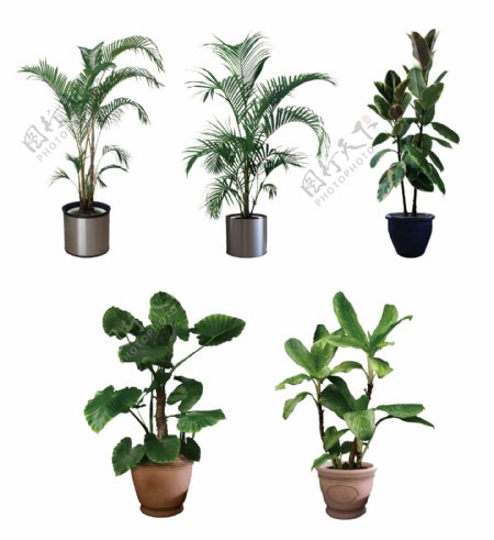 PSD室内植物图片