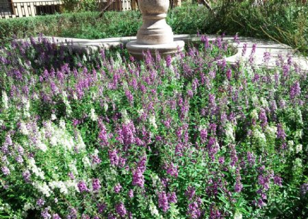 庭院中的紫色花丛图片