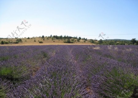 法国南部普罗旺斯薰衣草花海庄园花地天空小山丘紫色图片
