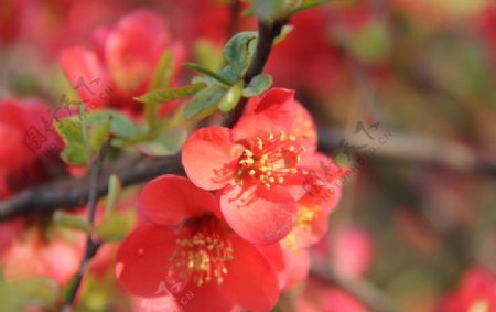 红花海棠花图片