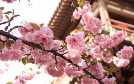 青龙寺樱花图片