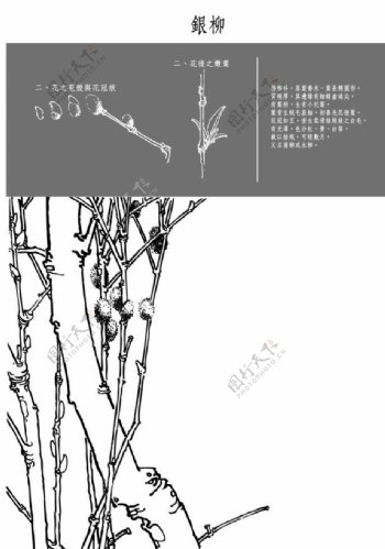 中国风花卉银柳图片