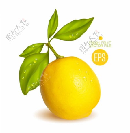 柠檬矢量素材图片