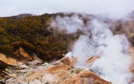 朦胧树林图片