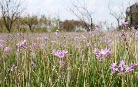 紫花野花图片