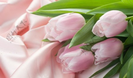 粉红色郁金香花背景图片