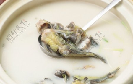 砂锅浓汤昴刺鱼图片