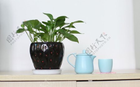 盆栽和茶杯图片