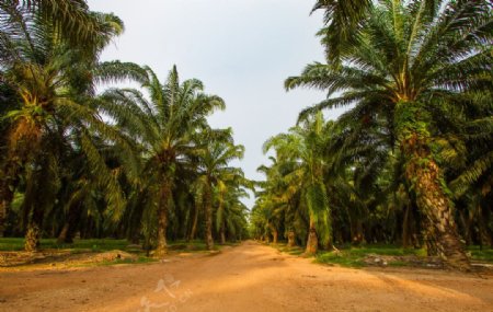 棕榈树种植园景观风光图片
