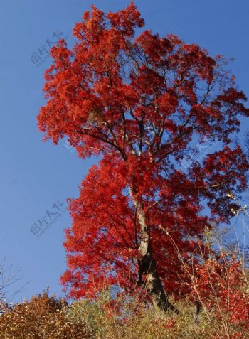 秋高气爽赏红叶图片