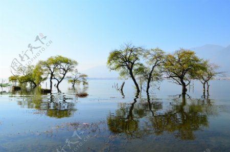洱海树图片