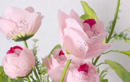 粉色玫瑰花卉图片