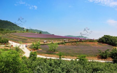 紫云花汐薰衣草风景图片