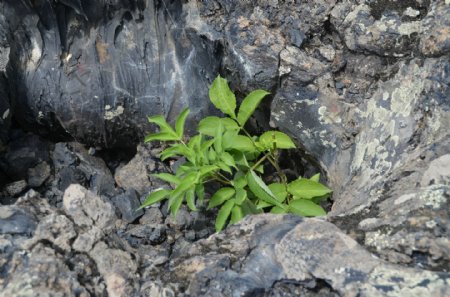 五大连池火山植物图片