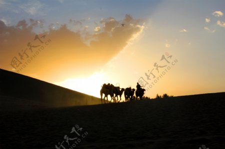 傍晚沙漠骆驼景色图片