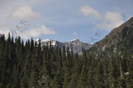 雪山树林图图片