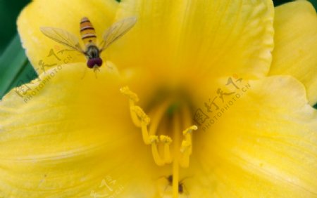 蜜蜂与百合图片