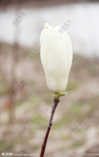 白色花朵花蕾植物图片