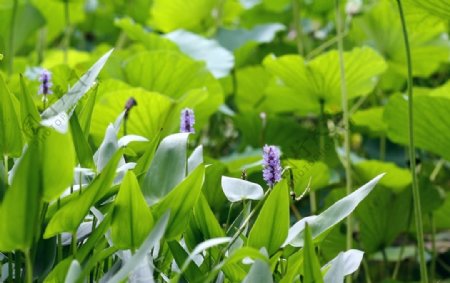 荷花池边紫花蕊图片