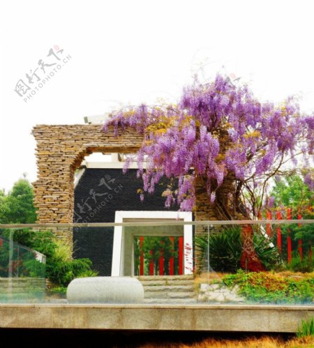 紫藤萝园林图片