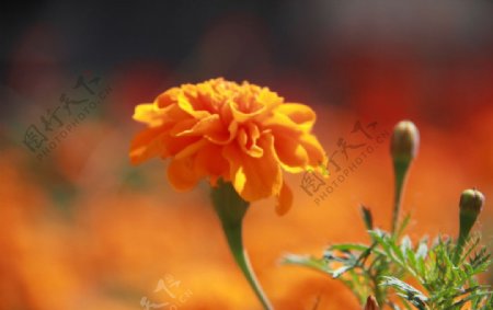 菊花橘黄色花朵图片