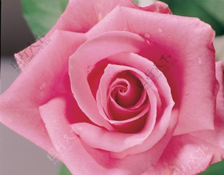 玫瑰粉色图片