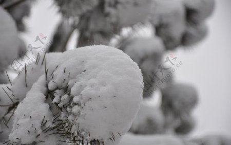 雪松图片