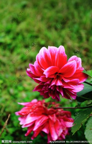 玉龙雪山花卉图片