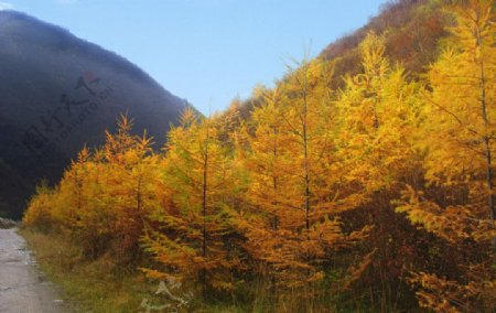 临夏太子山风光图片