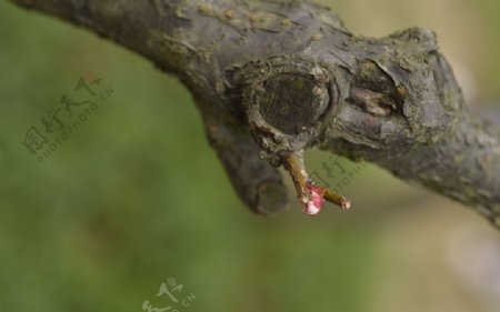 梅花图片