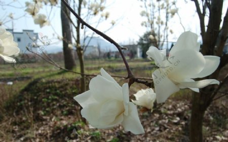 白玉兰花朵图片